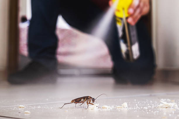 Trusted Kingston, NY Pest Control Experts